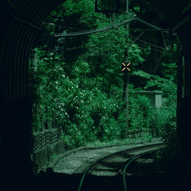 A railway track curves out of a dark tunnel into a lush, green forest with dense foliage and overhead power lines